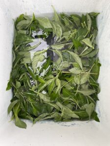 Soaking the cut indigo